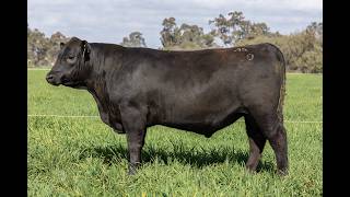 LOT 20 : EZS25W50