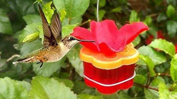 Homemade Hummingbird Feeder Easy