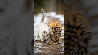 A Tiger And A Kitten Discover A Bird On A Mountain Path The Tigers Eyes In The End...