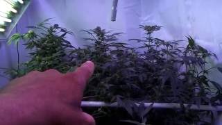 1200 watt MarsHydro closet grow, flood and drin, new addition