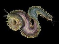 Polychaete nereis