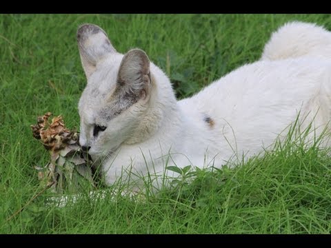 white serval cat