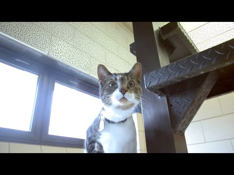 Video: National Animal Shelter Appreciation Week Främjar Lokala Skydd