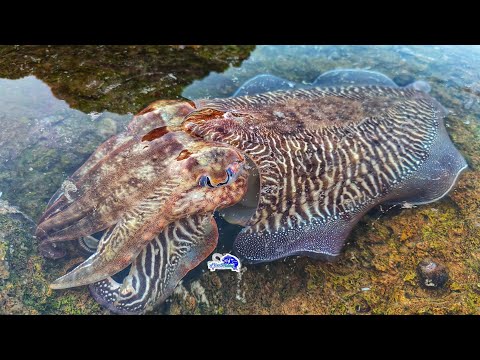 بهده الطريقة يمكنك صيد السيبيا من الشاطئ بكل سهولة 