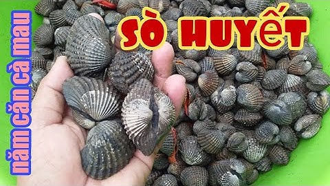 Sò huyết Năm Căn Cà Mau | vựa sò nhân phúc