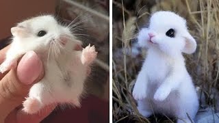 Cute Baby Animals Videos Compilation Cute moments of the animals - Cutest Baby Animals #7
