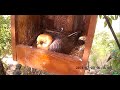 ~Red-footed falcons #2 (Polgár, Hungary) # 2 - Kobczyki zwyczajne - Poranne karmienia maluszka ~