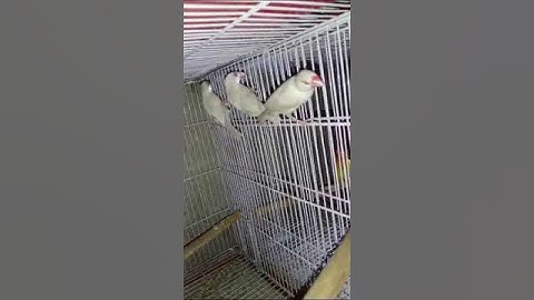 Java breed | 2024 | Video # 8 | #javasparrow