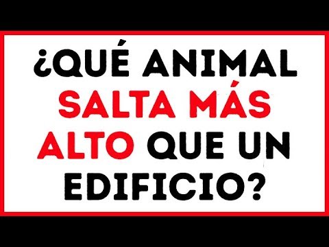 Orden alfabetico Trivial Santuario 16 Datos Asombrosos, Adivinanzas Visuales Divertidas Y Tests Para Niños Y  Adultos - YouTube