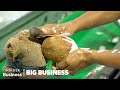 Why coconut farmers risk their lives to feed the worlds superfood obsession  big business