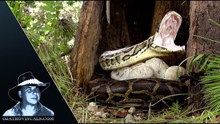 Python Provoked By Flies 03 Footage