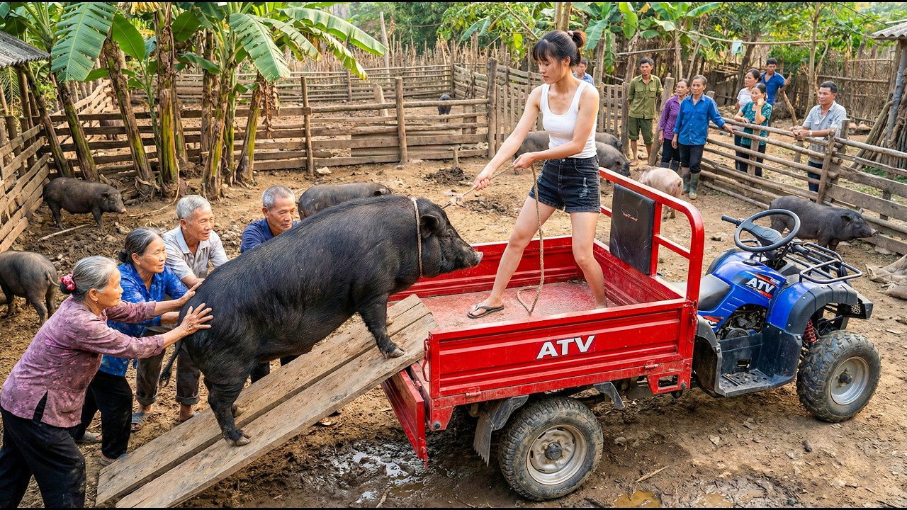 Using a Four Wheel Vehicle to Transport a 200kg Village Pig to the Market