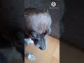 Как ИЗБАВИТЬСЯ от запаха МОЧИ своего любимого ПИТОМЦА.🐶🙀