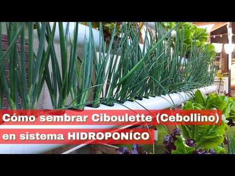 Video: Cebollino Siberiano O Cebolla Rezun