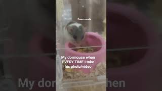 (Every time~♡♥︎)#cuteanimals #dormouse #cutepets