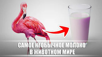 Самое необычное МОЛОКО в животном мире | DeeaFilm