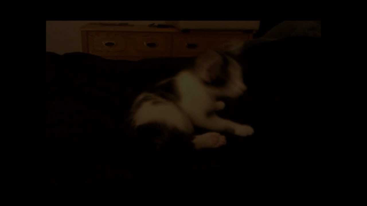 snakes on a plane movie2free the cat missing half his leg
