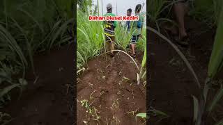 Download Lagu Edukasi petani tebu Lumajang #pengikut #pertanian #perkebunan #shortvideo #petani #music #sorotan MP3