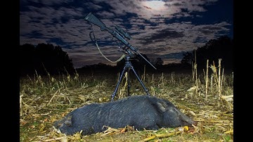 Solo Hog at Corn Field - Video from a Pulsar Helion XP-50