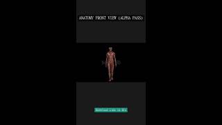 ⚫ ANATOMY FRONT VIEW (ALPHA PASS) ⚫ #TechArt #MotionTrackingReference #AnatomyKit #Nexal3D