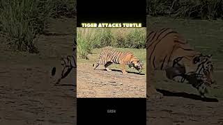 The Turtle Chased Away A Lion But Not A Tiger trending animals wildlife lion tiger