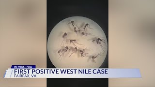 West Nile Disease detected in Fairfax County mosquitoes back in May