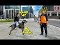 Usare un Cane come Mezzo di Trasporto - [Cose da NON Fare con un Cane] - theShow