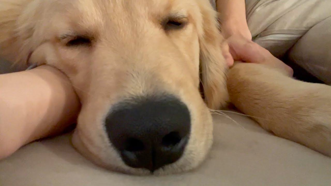 大型犬を抱きしめて寝て 癒されたい Youtube