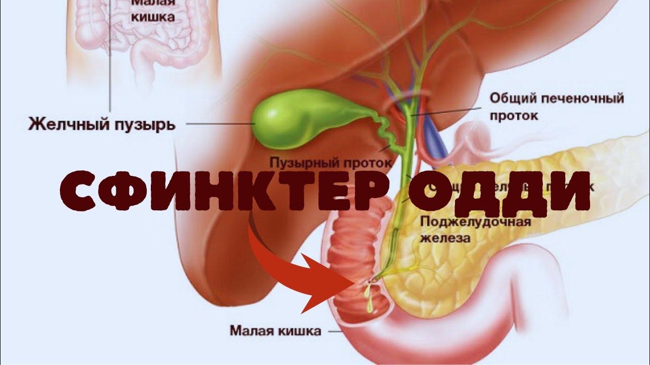 Сфинктер Одди - YouTube
