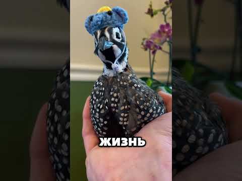 Он нашёл одинокую перепёлку… А потом случилось настоящее чудо 🐣🐦✨ #животные