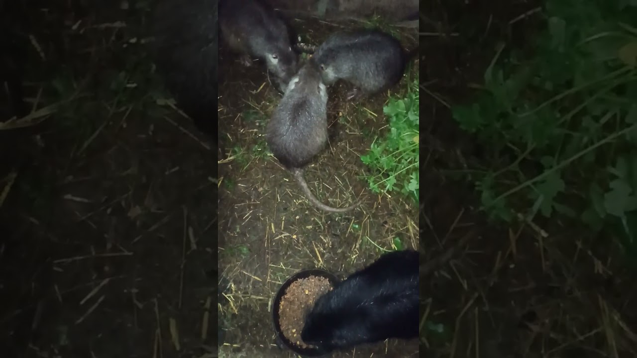 @БудніСелища нові зміни та проба м'яса нутрії, мої враження.