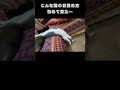 こんな猫の目覚め方初めて見た...