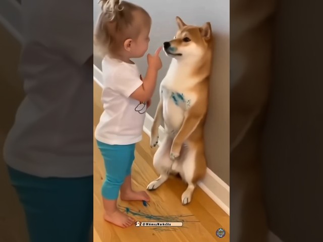 😂 ​"No wo wo wo!" 🙅‍♀️🐶 시바견의 최후 #shorts #dog #dogshorts #reels #funny #funnydogs #shibainu #kids