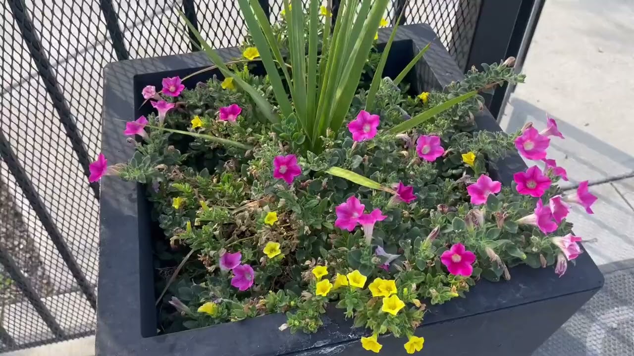 See these planters up close in person -- Step2 Tremont Tall Square Tapered Planter  Review