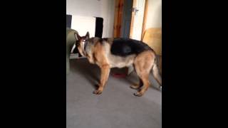 Tyler Young GSD Terrible Tail Chasing Problem