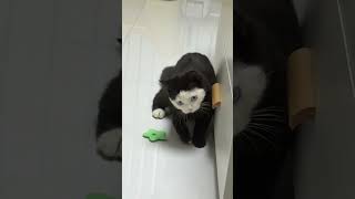 She has unique colours #cat #adorable #cute #kitty #catvideos