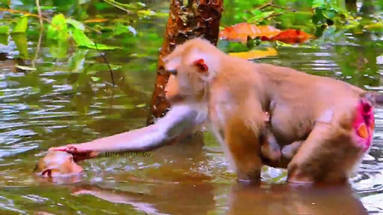 OMG !! Mom LIIBY Bring her cute Baby Leo C rossing Water without caring his safe  1080p