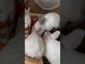 First time eating carrots