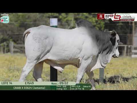 LOTE 14   LBMN E7649