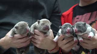 Males From Fanel & Mandolina Bloodline Bigdogs Romania Kennel