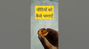 चीटियों को कैसे भगाएं #shorts