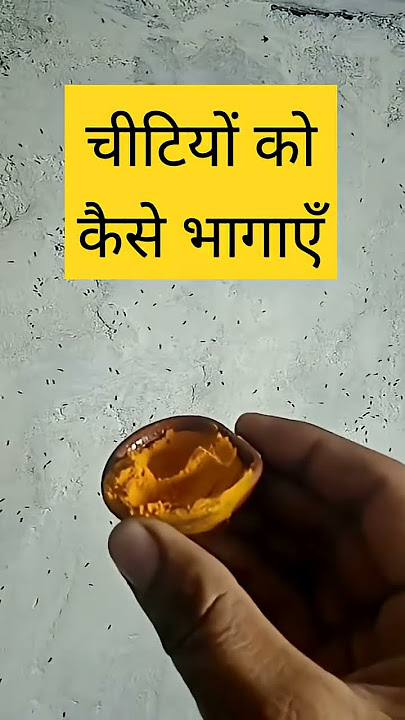 How to get rid of ants #shorts