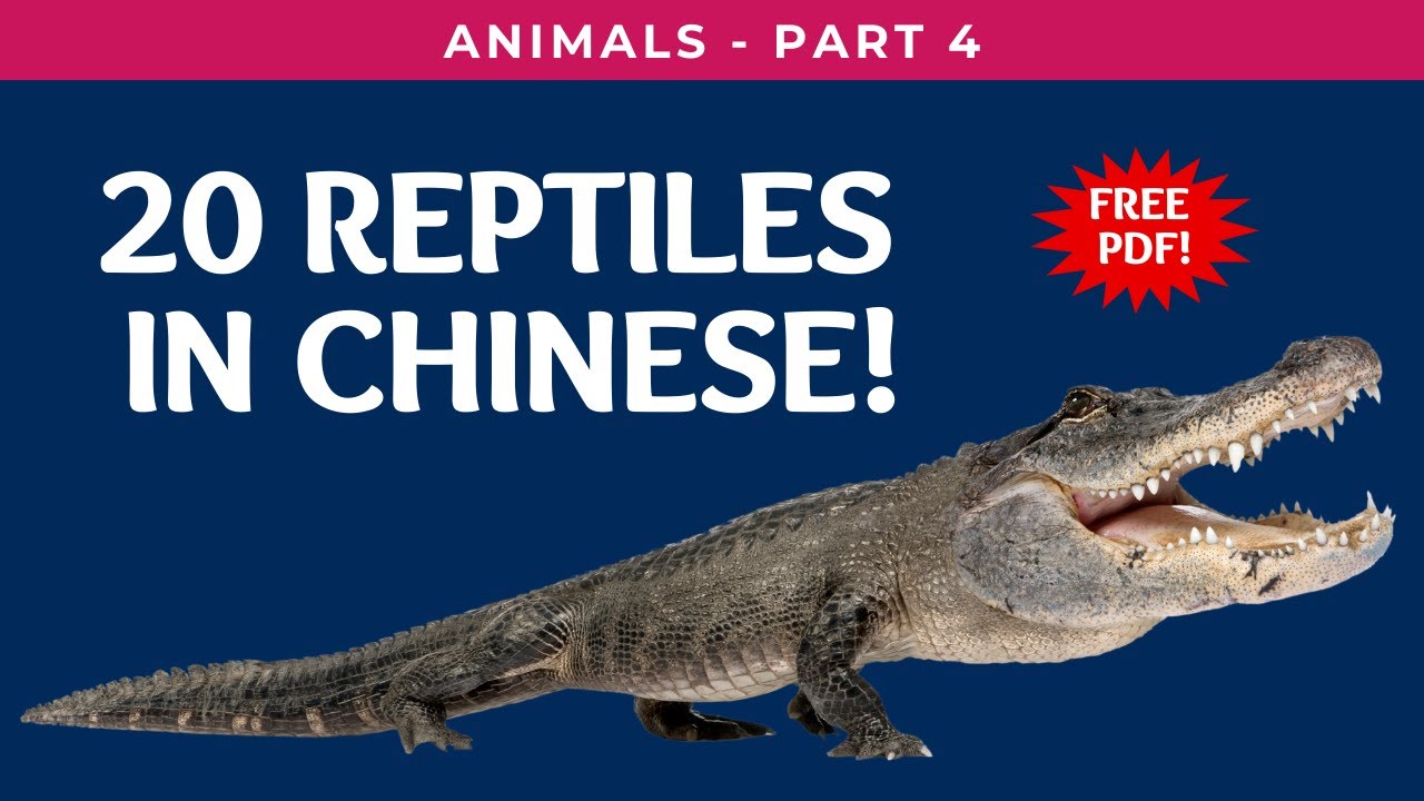 Learn 20 Reptiles in Chinese w/ Picture Associations Animal Kingdom