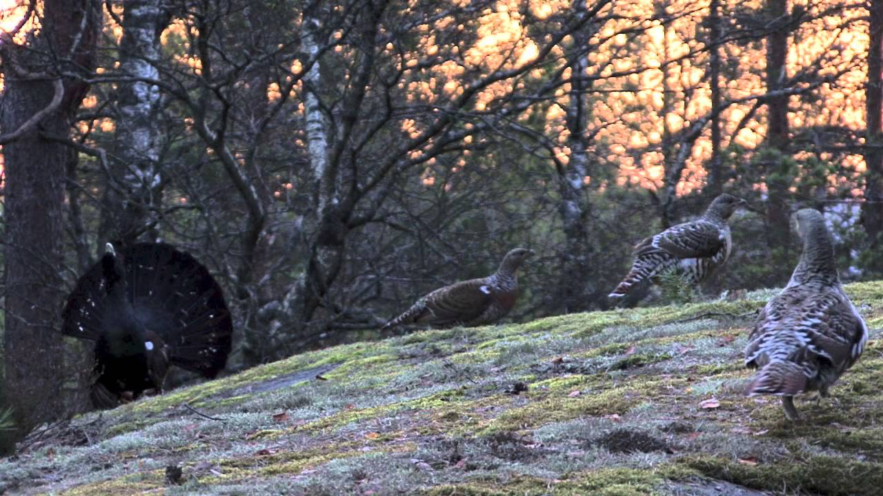 ORRE- OG TIURLEIK I MYKLAND 2010-2012 - YouTube