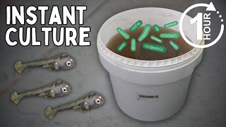 How to Culture Infusoria (Bucket Method)