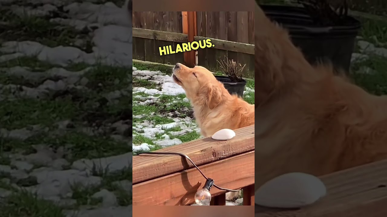 Dog Thought He Was Alone And Then SHOCKED 