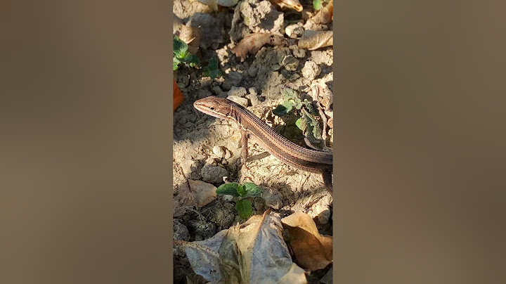 줄장지뱀 Takydromus wolteri 🦎