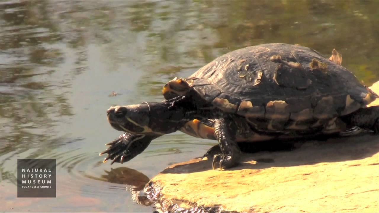 invasive ductal carcinoma Red-Eared Slider Falling Off Rock Into Pond At NHM Wildlife Gardens