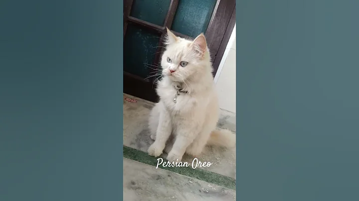 Video 11888381: royal persian cat, persian cat pets cute, cute fluffy persian cat, blue eyes persian cat