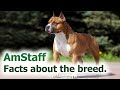 American Staffordshire Terrier - Facts About the Breed